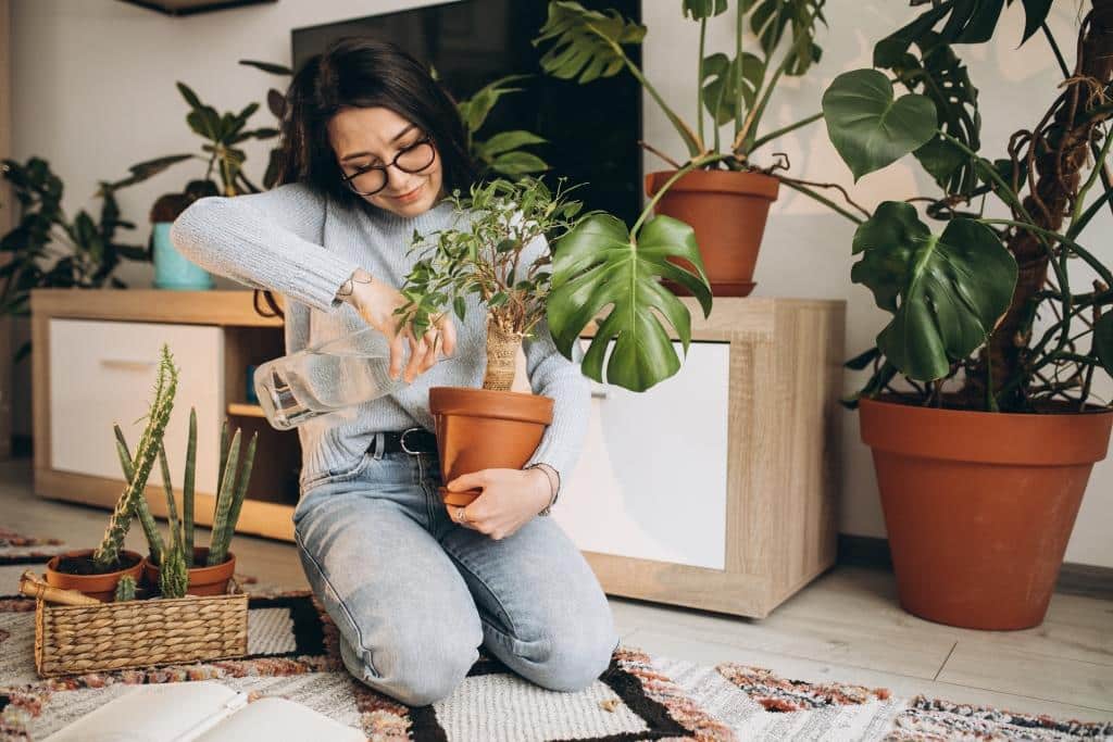 ¿Tener plantas en el hogar mejoran nuestra calidad de vida?